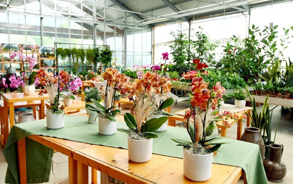 negozio di piante e fiori