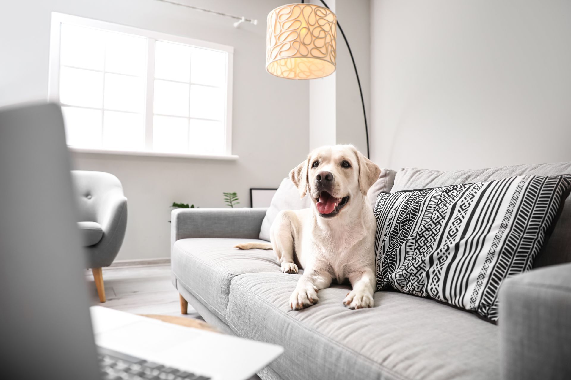 Yellow lab dog lounging on a gray sofa in a modern, well-lit living room.
