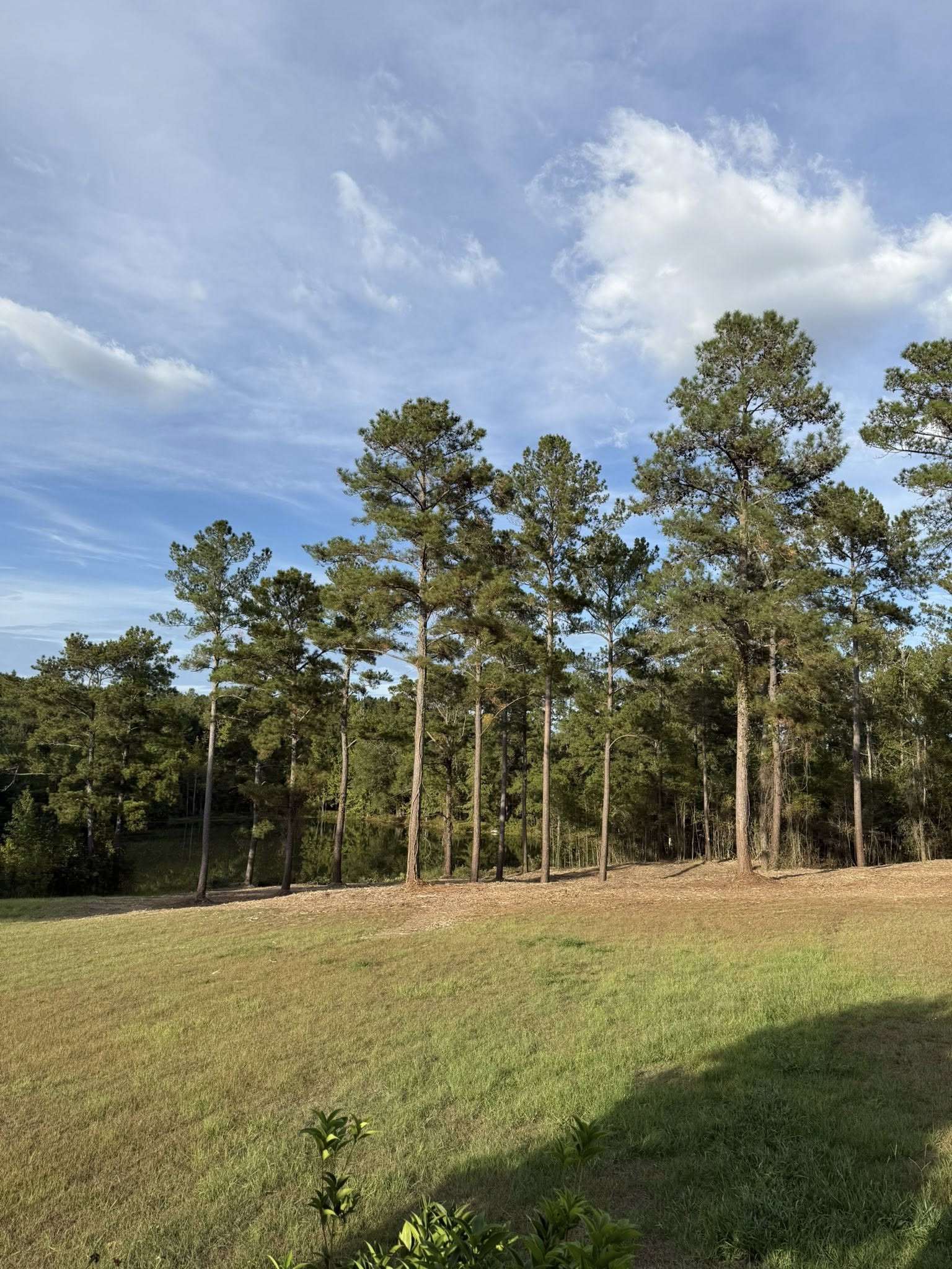A row of tall pine trees borders an open field under a blue, partly cloudy sky.