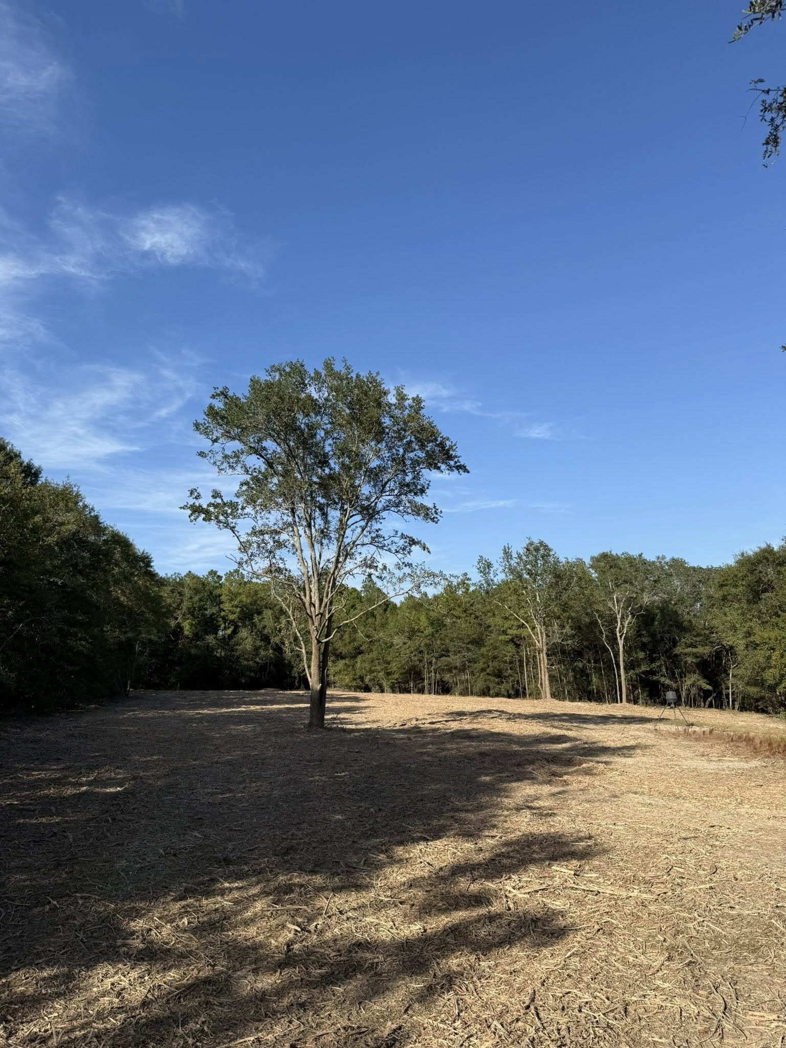 A solitary tree stands in a dry, open field against a clear blue sky, bordered by a line of trees in the background.
