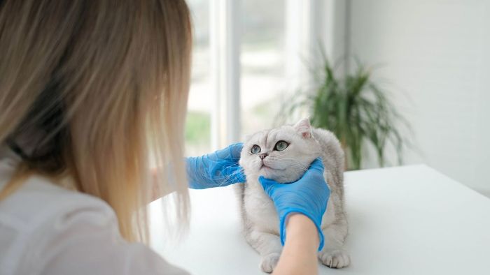 mobile vet at home with cat
