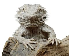 bearded dragon