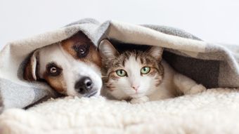 cat & dog cuddling 