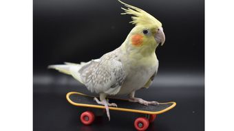 cocatile on skateboard