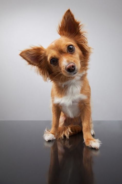 curious anxious dog