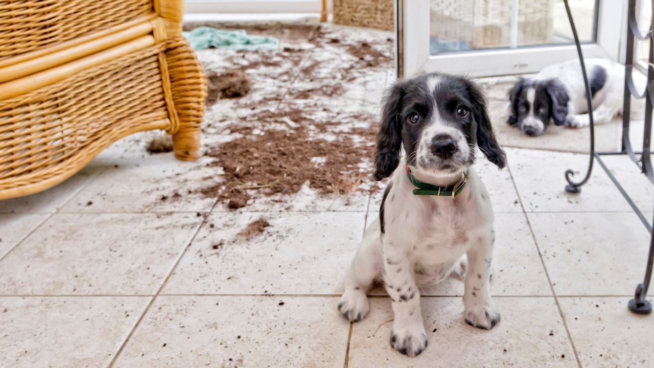 dogs that made a big mess digging up indoor plants