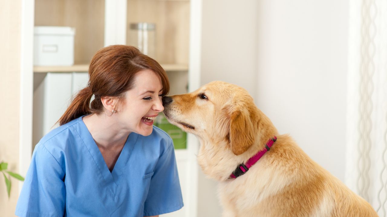 in-home vet services