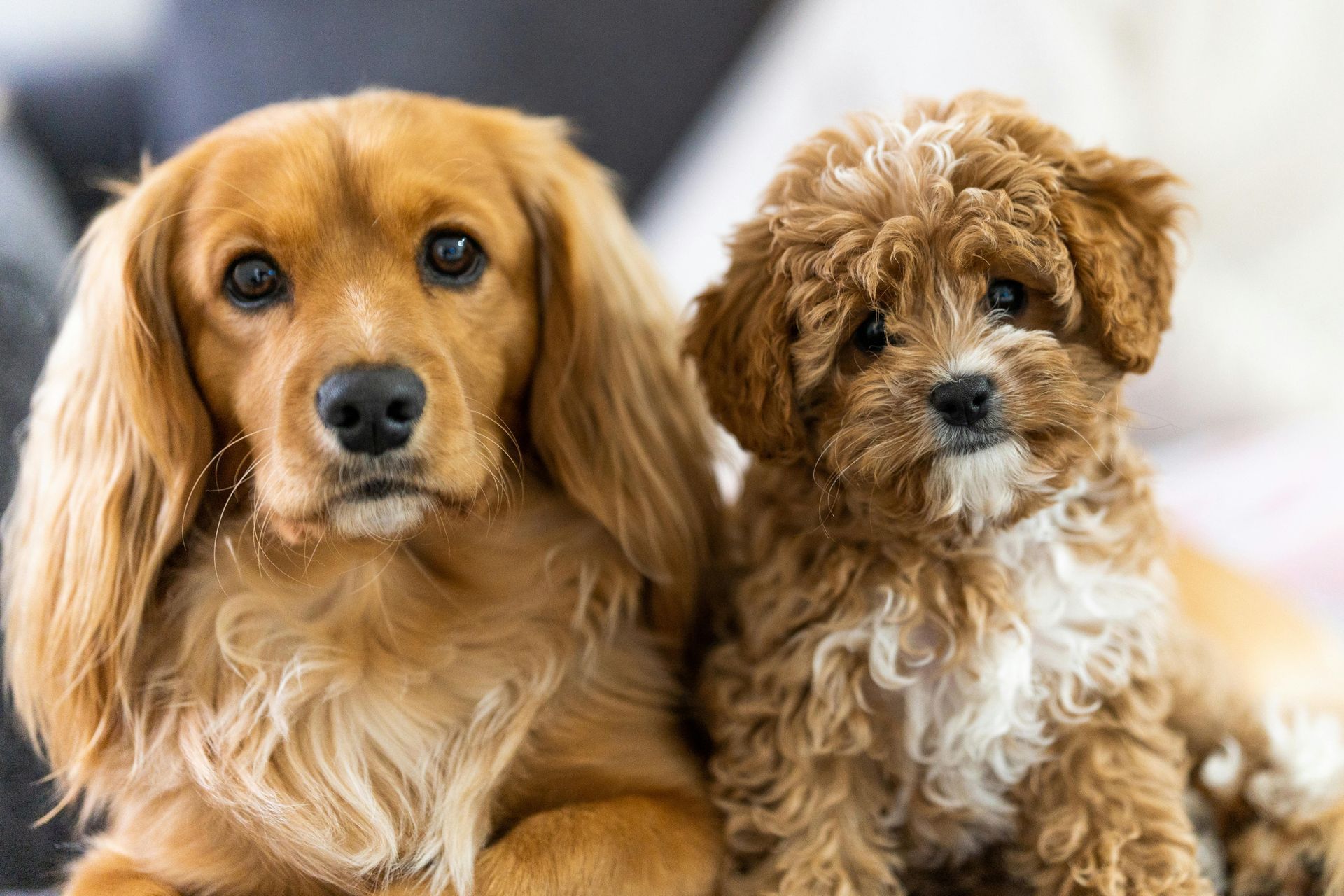 2 adorable dogs