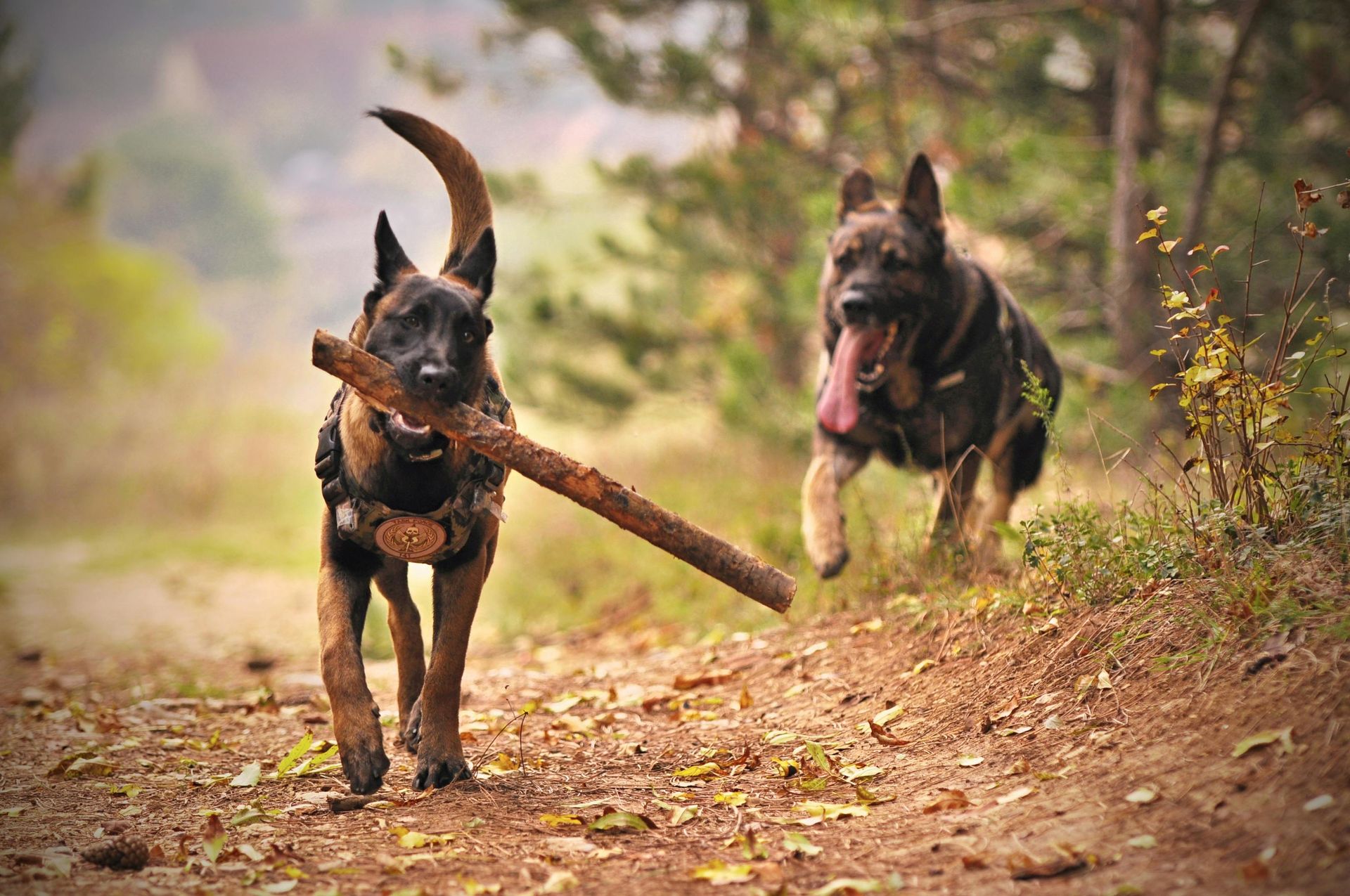 2 german shepherds running around