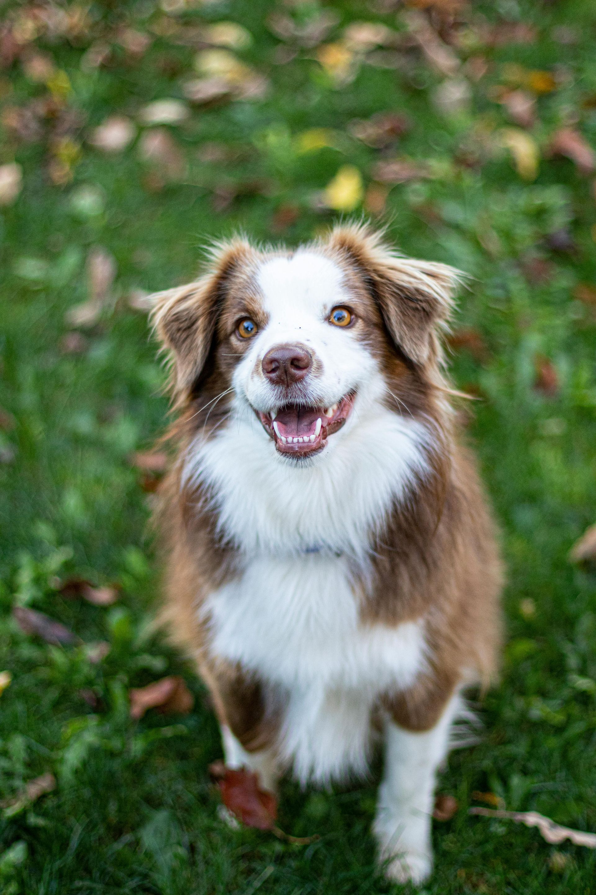 Bella the beautiful border collie