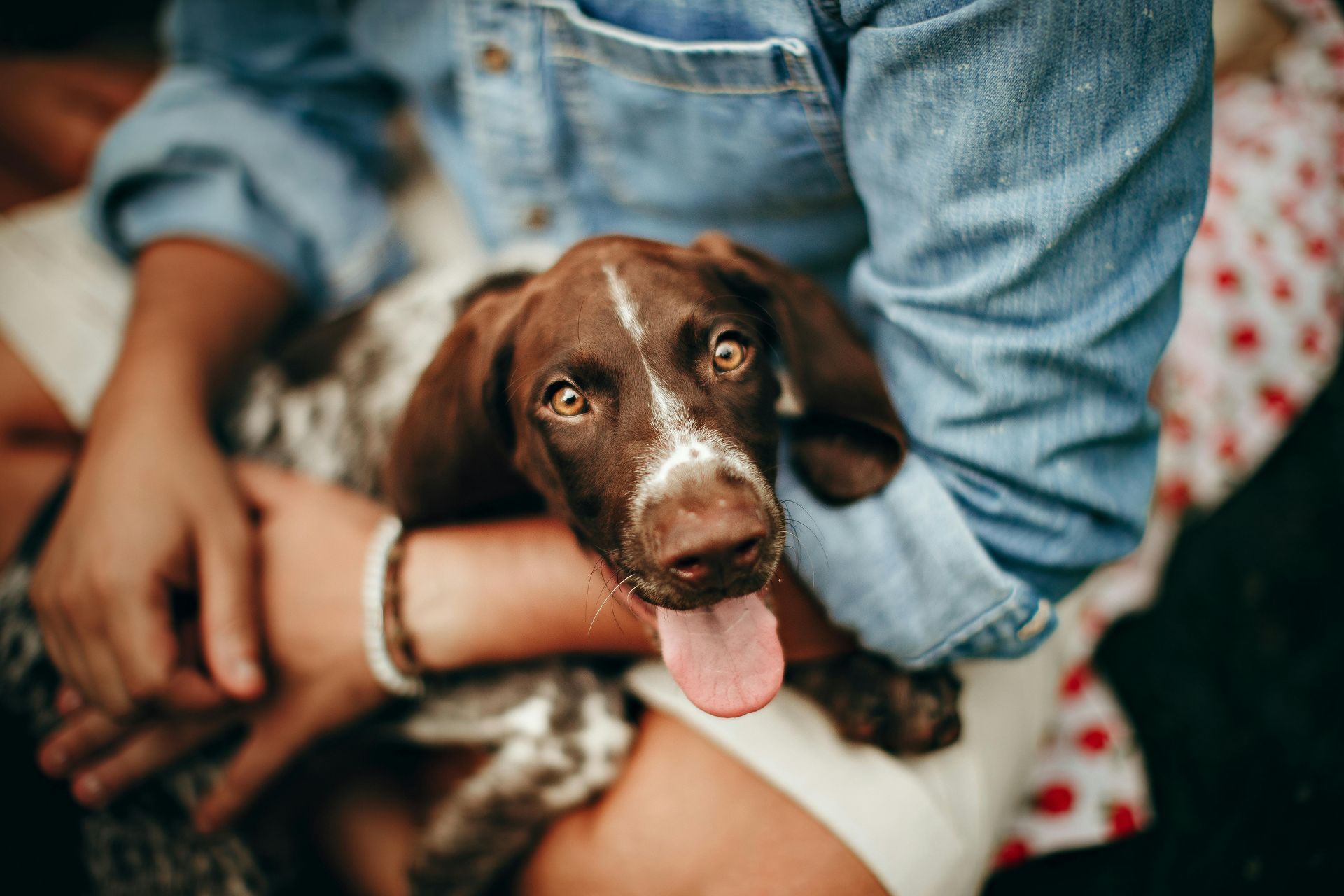 dog in owners arms