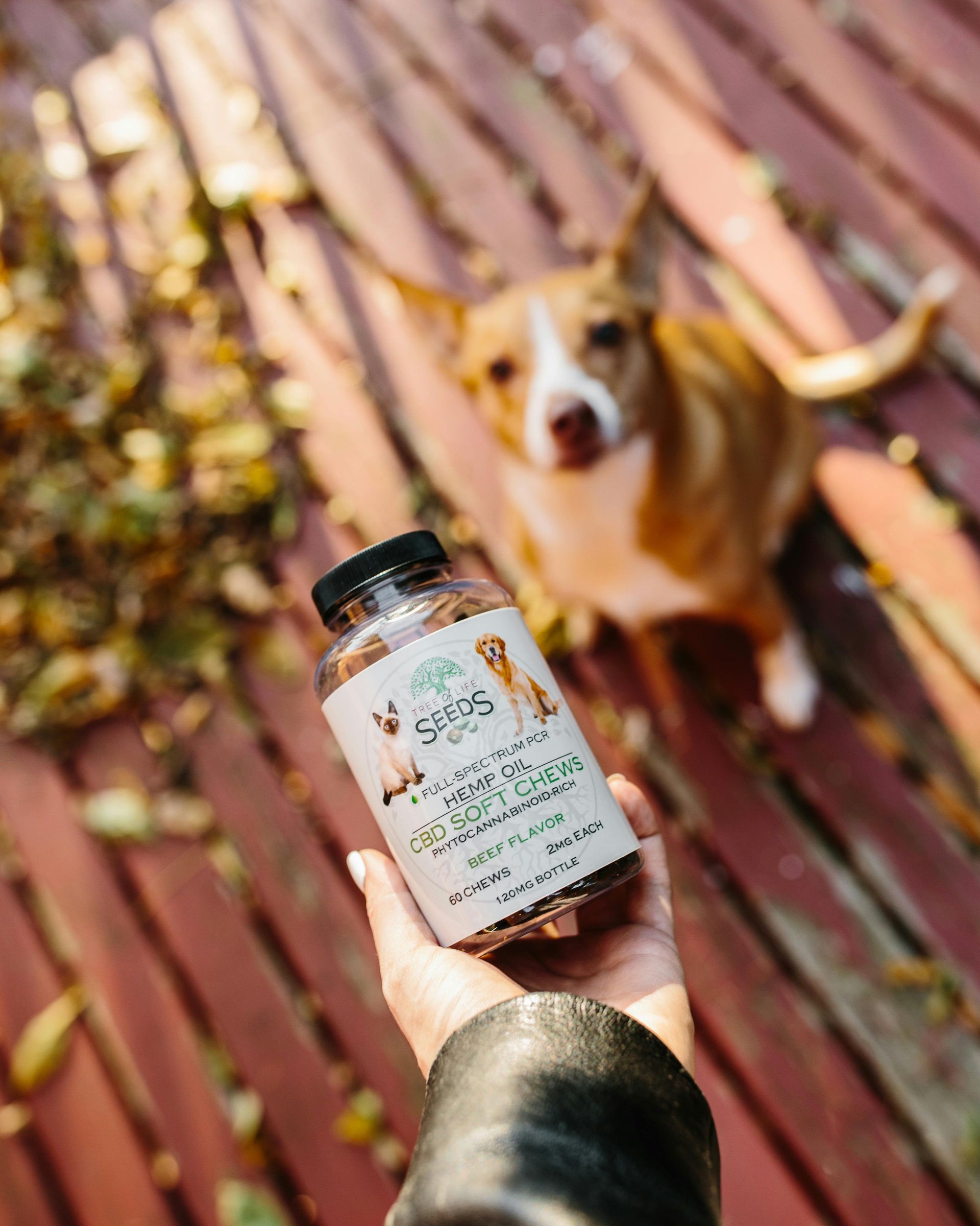 cbd treats for dogs