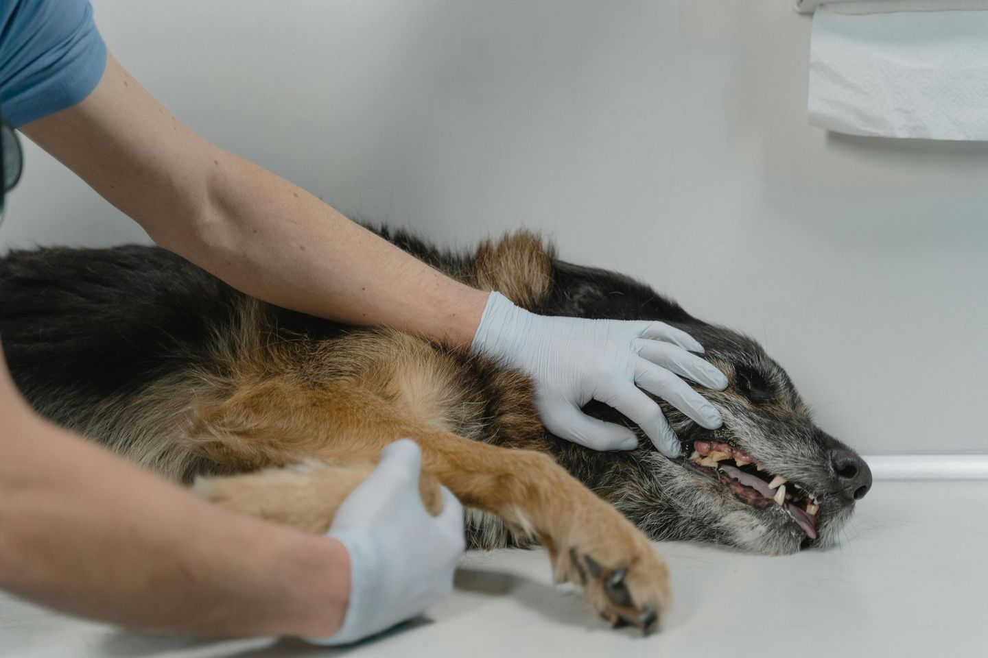 dog dental health