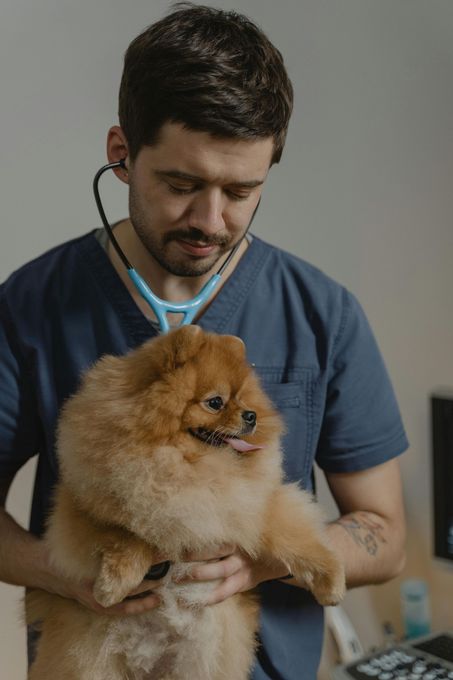 pet health check up