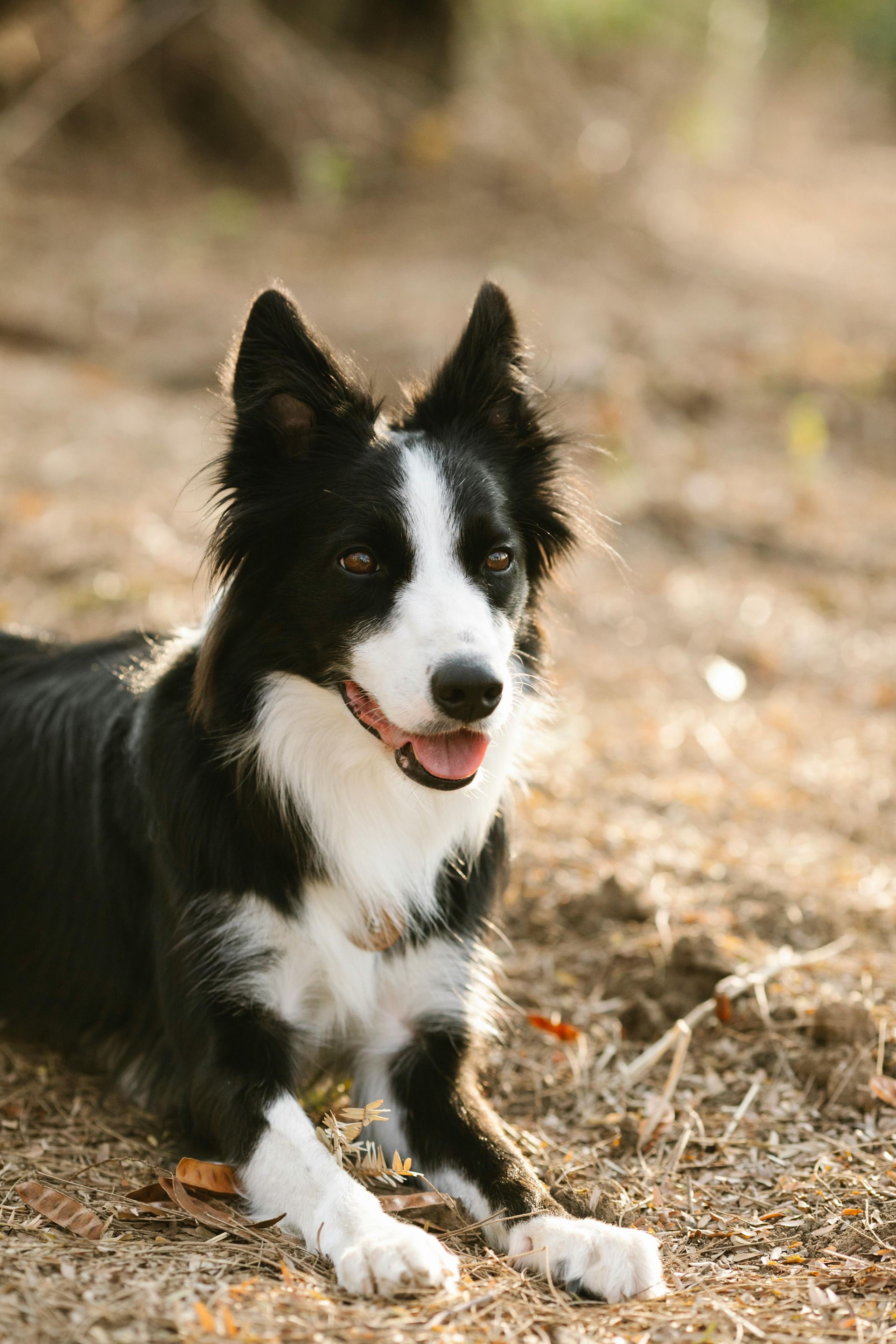 high maintenance collie