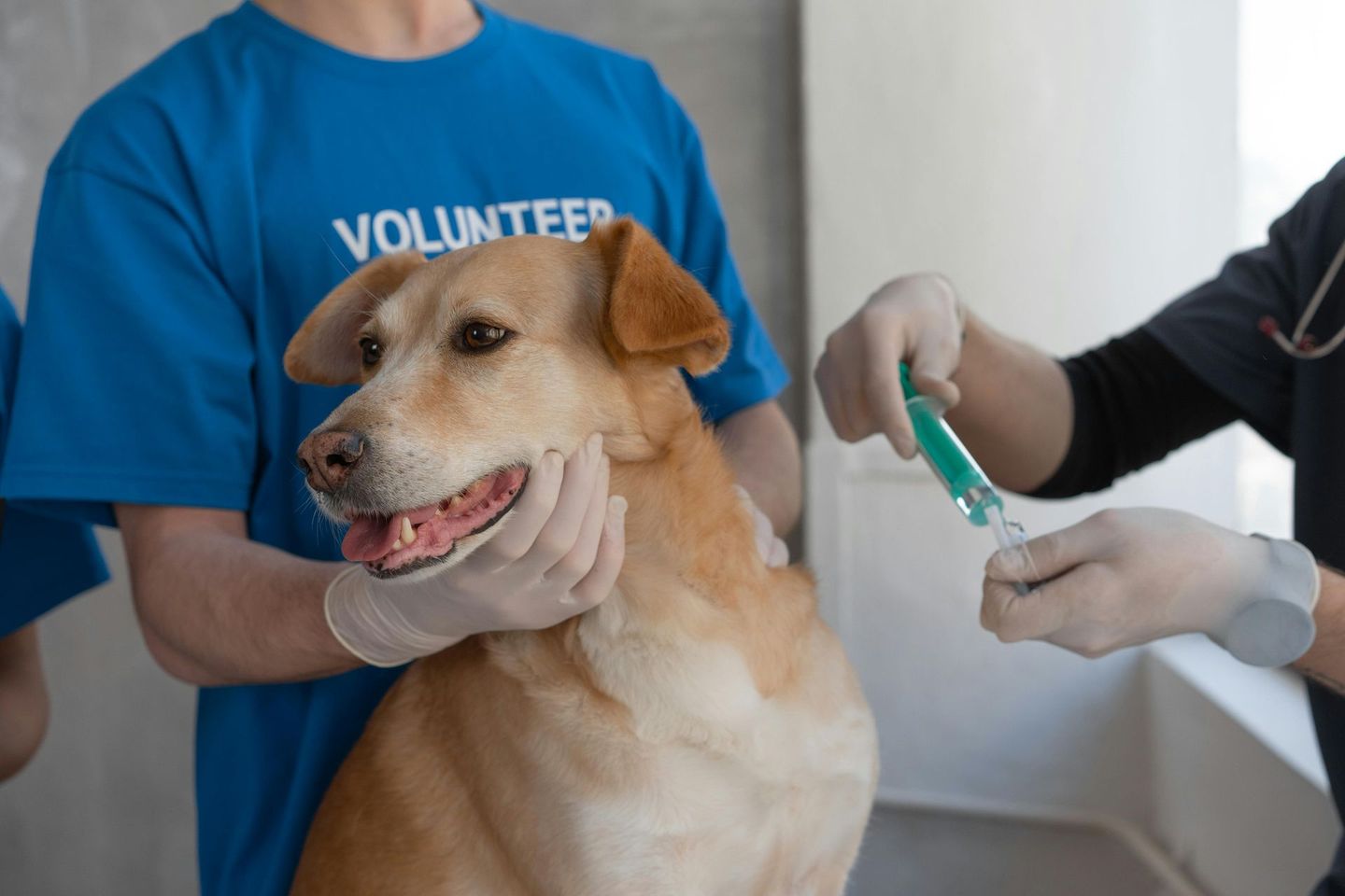 dog vaccination