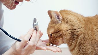 cat examination with vet