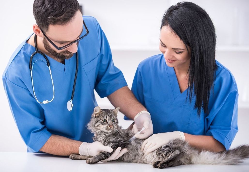 cat check up with vets