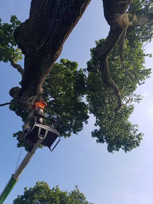 Certified Arborist — Gardener Trimming a Tree in Somerset, PA