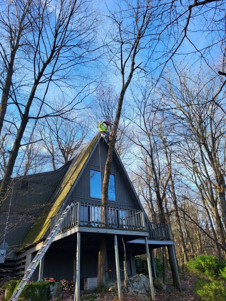 Tree Serice — Somerset, PA — Zambos Tree Service