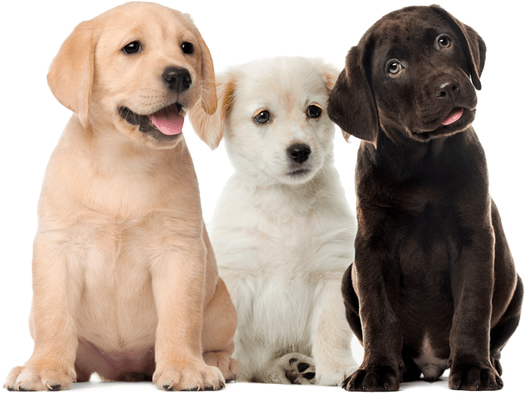 Three puppies are sitting next to each other on a white background