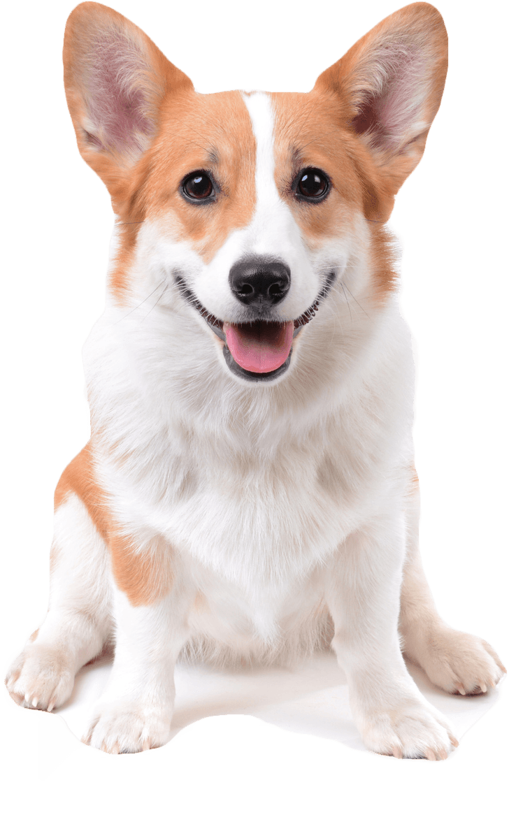 A brown and white corgi dog is sitting down and smiling.