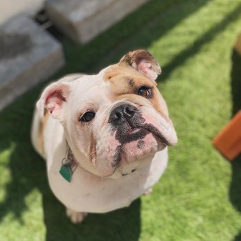 A brown and white bulldog is looking up at the camera.