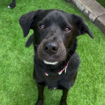 A black dog is standing on a lush green field and looking up at the camera.