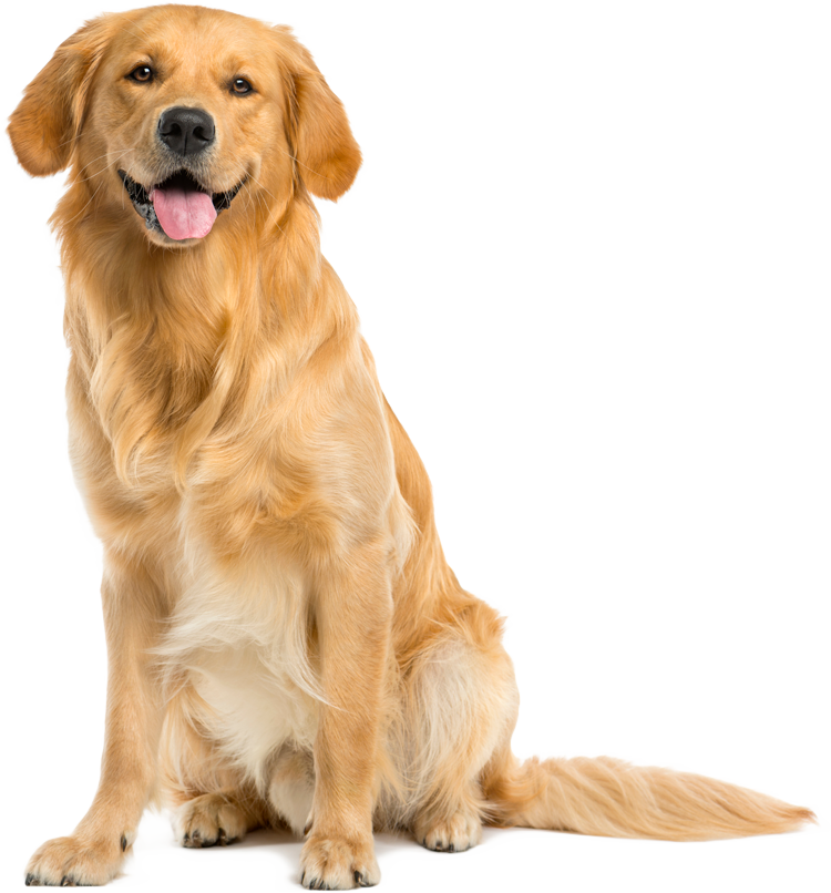 A golden retriever dog is sitting down with its tongue hanging out