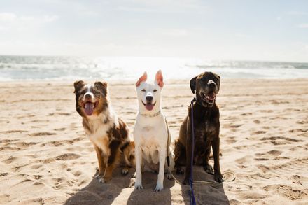 Three dogs are sitting on the beach looking at the camera.