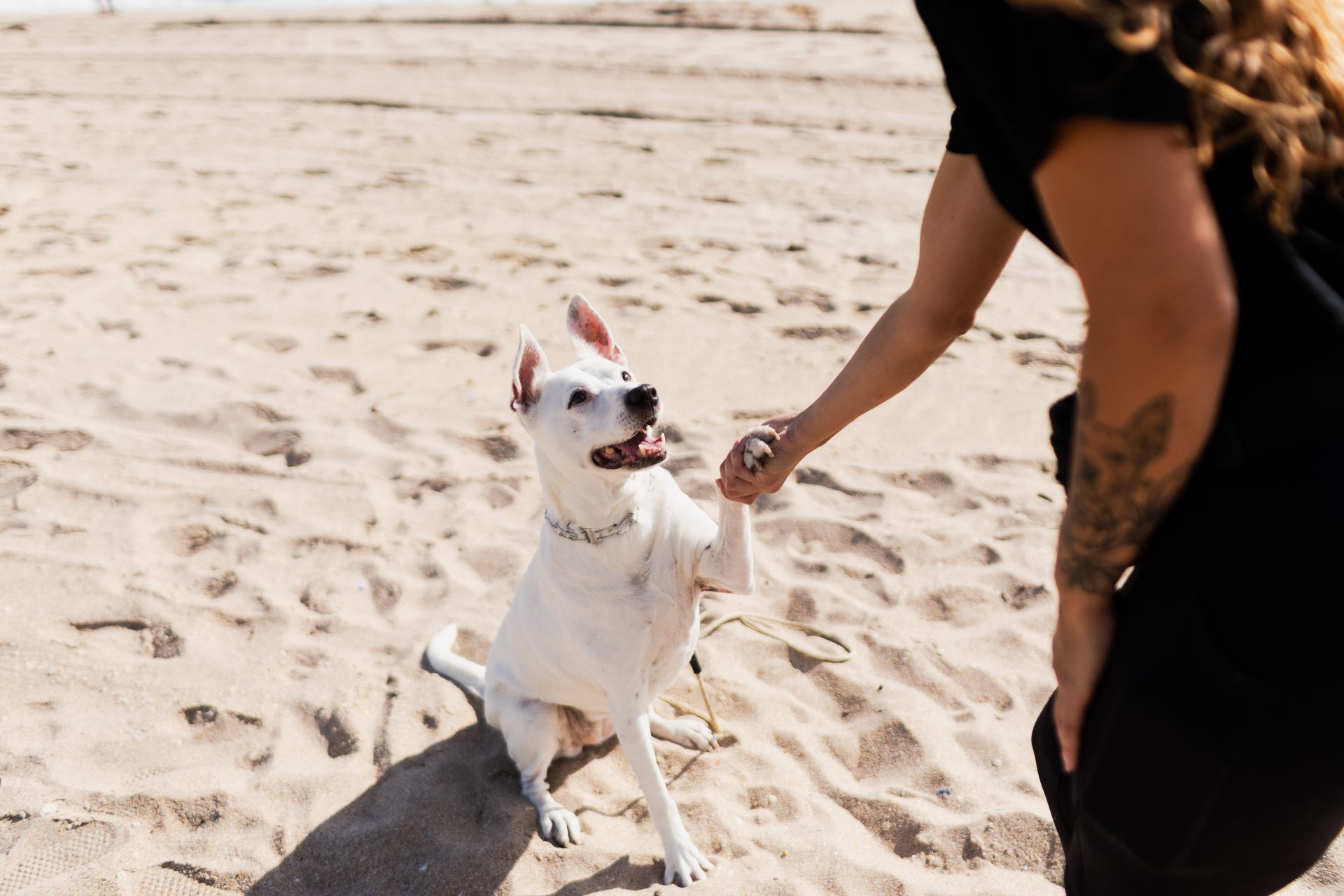 A woman is holding the hand of a white dog on the beach.