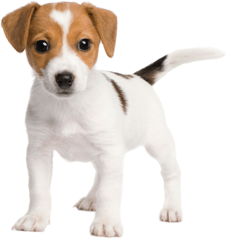 A brown and white puppy standing on a white background