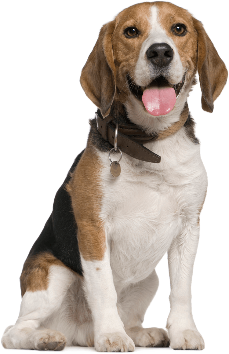 A beagle dog is sitting in front of a white background with its tongue hanging out.