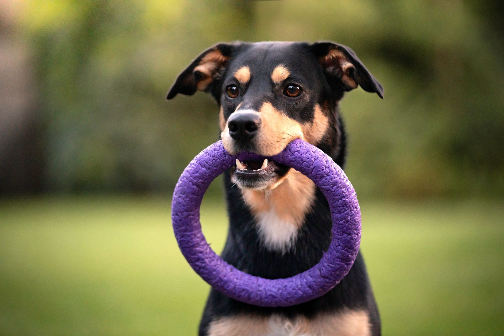 A black and brown dog is holding a purple toy in its mouth.