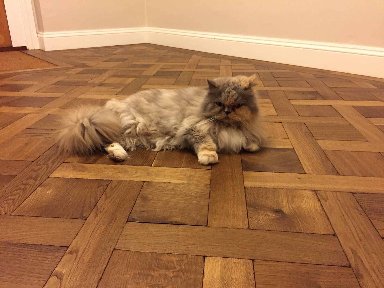 Floor Wood Floors - Previous project 87