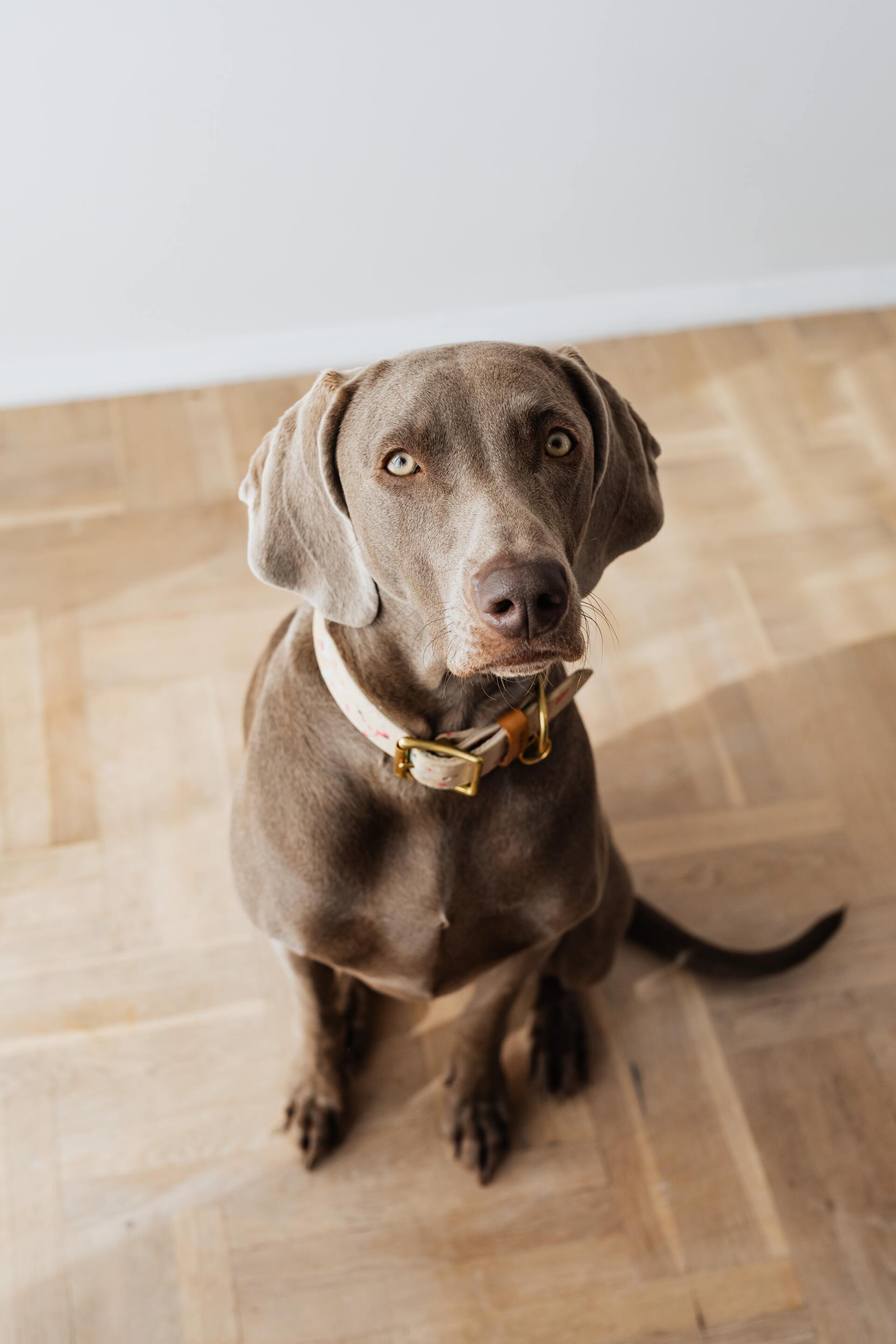 Dog sitting floor