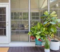 Potted plants on a porch: fiddle leaf fig, green leaves, a teal pot, white pot, and glass windows.
