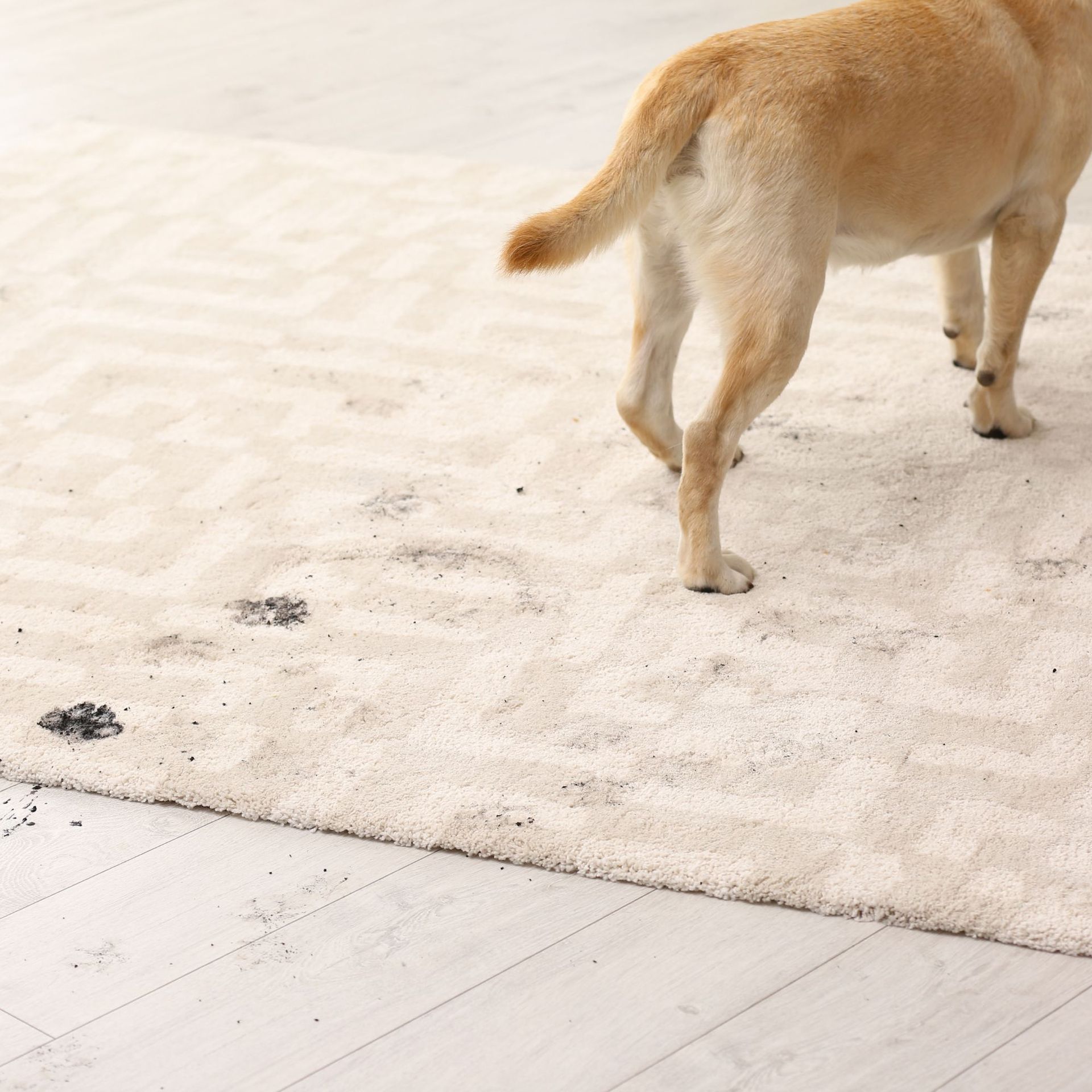 Arizona Carpet and Tile Steamers, Inc.- A cocker spaniel is sitting on a dirty carpet in a living room.