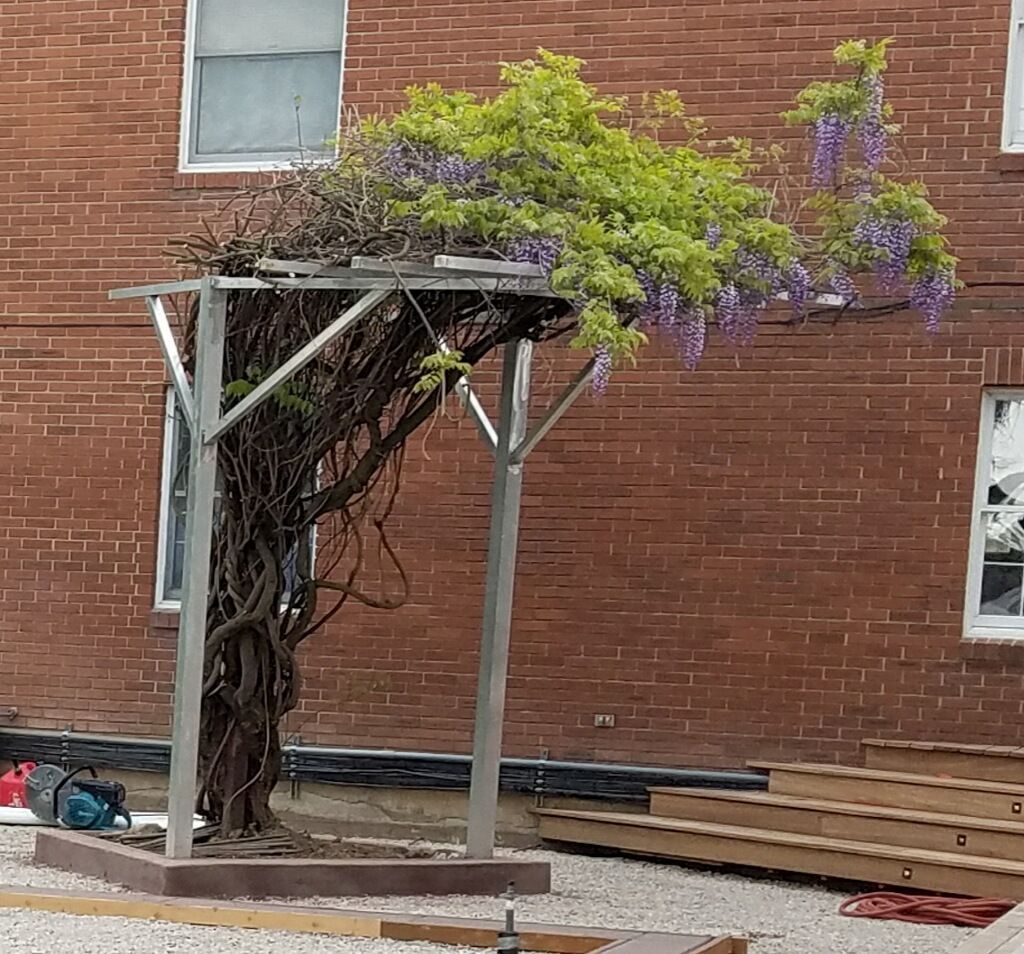Wisteria vine on a metal trellis against a brick building, with purple flowers and green leaves.