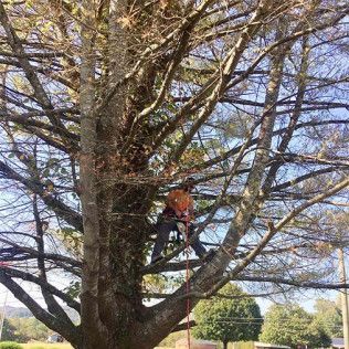 A man is climbing up a tree with a rope.