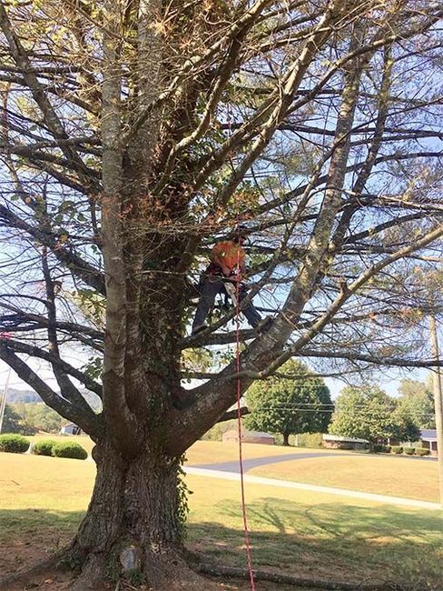 A man is climbing a tree with a rope.