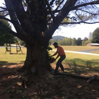 A man is cutting a tree with a chainsaw