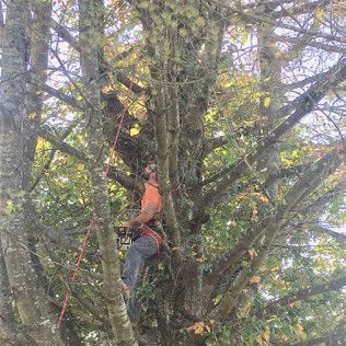 A man is climbing up a tree with a rope.