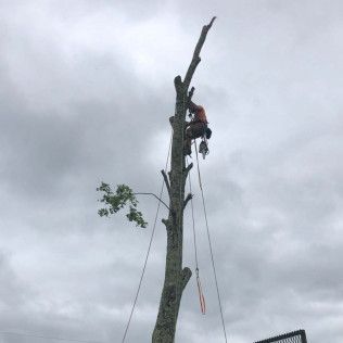 A man is climbing a tree with a chainsaw.