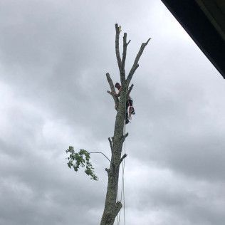 A man is climbing a tree with a chainsaw.