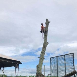 A man is sitting on top of a tree.