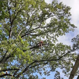 A man is climbing a tree with a chainsaw.