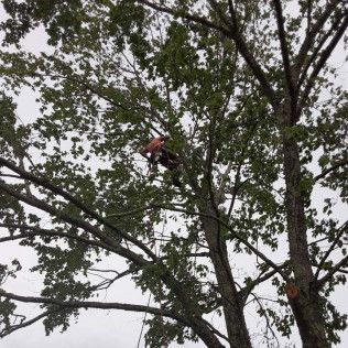 A man is climbing a tree with a chainsaw.