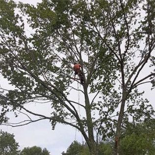 A man is climbing a tree with a chainsaw.