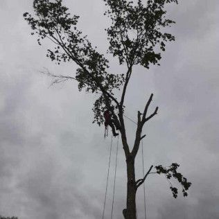 A man is climbing a tree on a cloudy day
